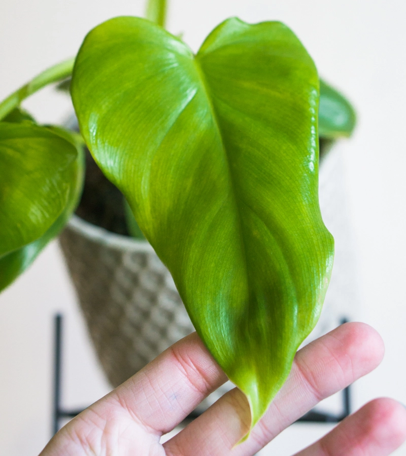 Philodendron Bipennifolium "Golden Violin"