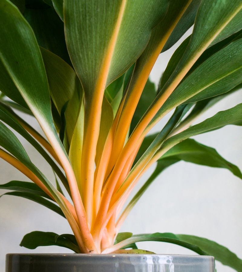 Chlorophytum orchidastrum Green Orange