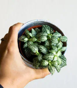 Fitonia Mosaic "White Tiger"