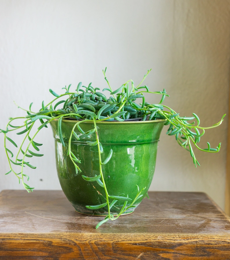 Senecio radicans - String of Bananas