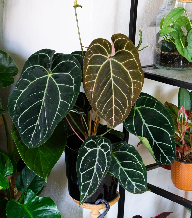 Anthurium Crystallinum Hybrid XL (bomby)