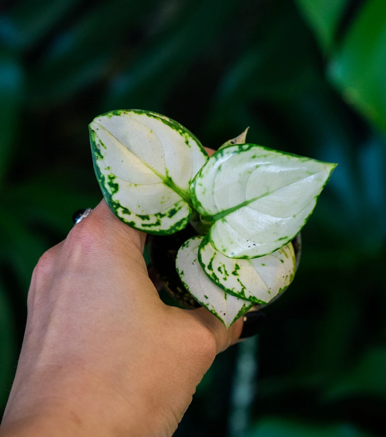 Baby Aglaonema White Joy