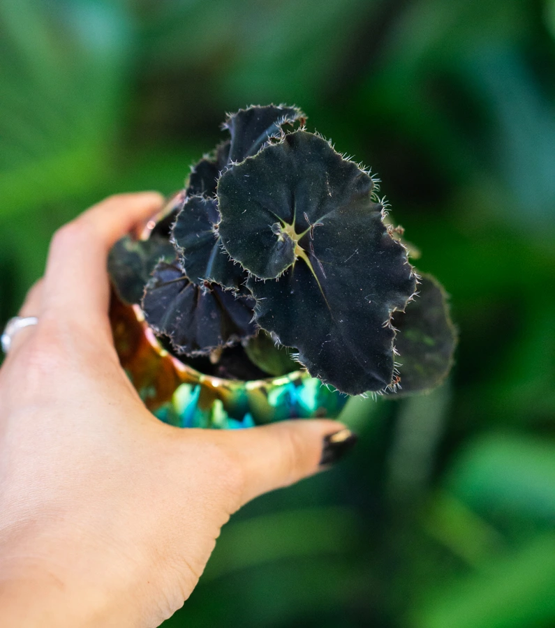 Begonia Rex Dark Mambo