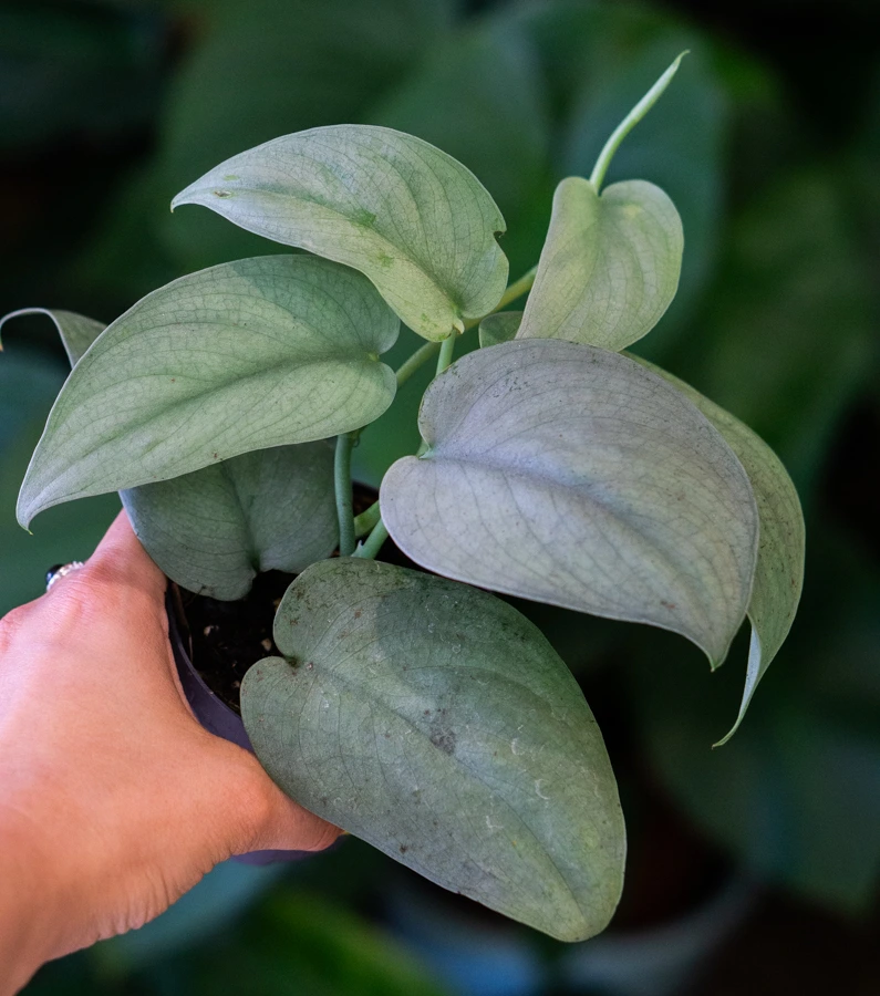 Scindapsus Silver Hero