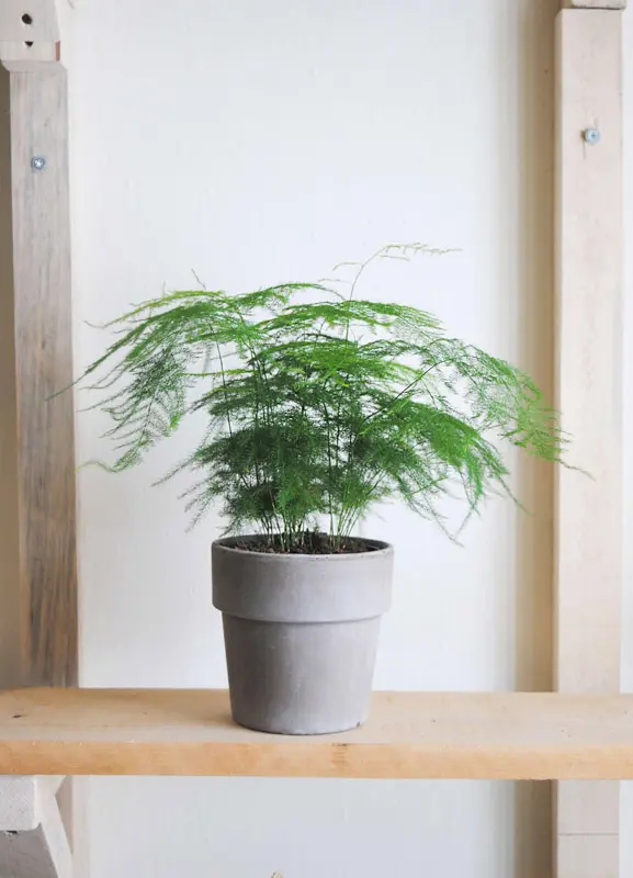 Asparagus Setaceus Plumosus