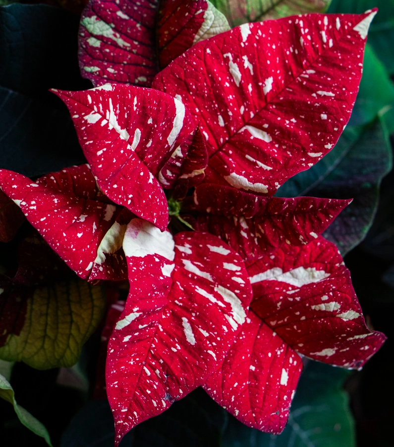 Vianocna ruza/ Poinsettia variegata