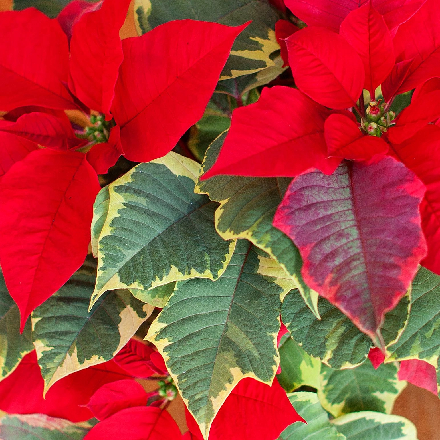 Vianocna ruza/ Poinsettia Red Tapestry
