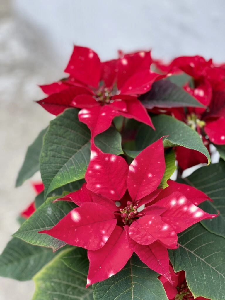 Vianocna ruza/ Poinsettia Sky Star