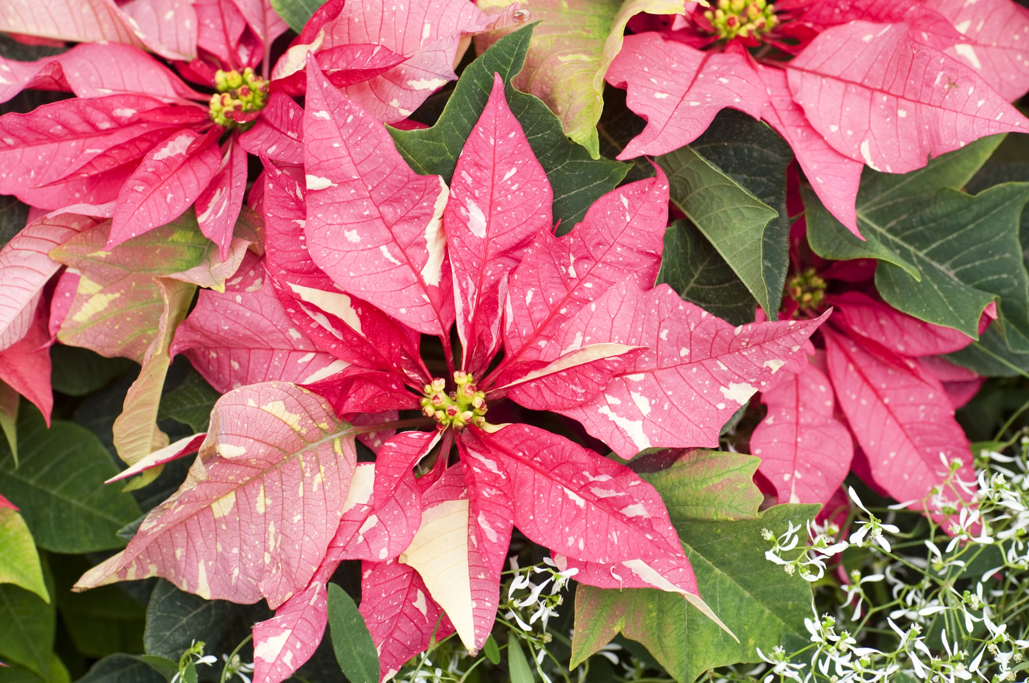 Vianocna ruza/ Poinsettia Pink Star