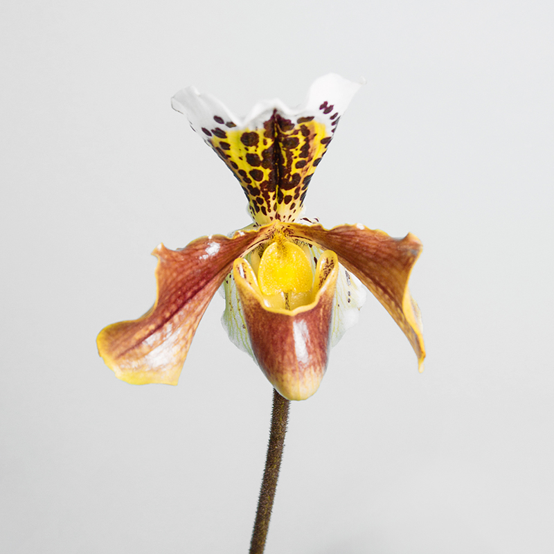 Paphiopedilum American hybrid
