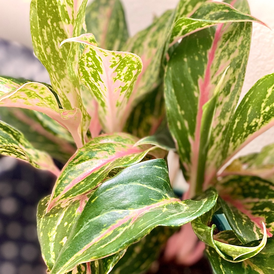 Aglaonema Sparkling Sarah