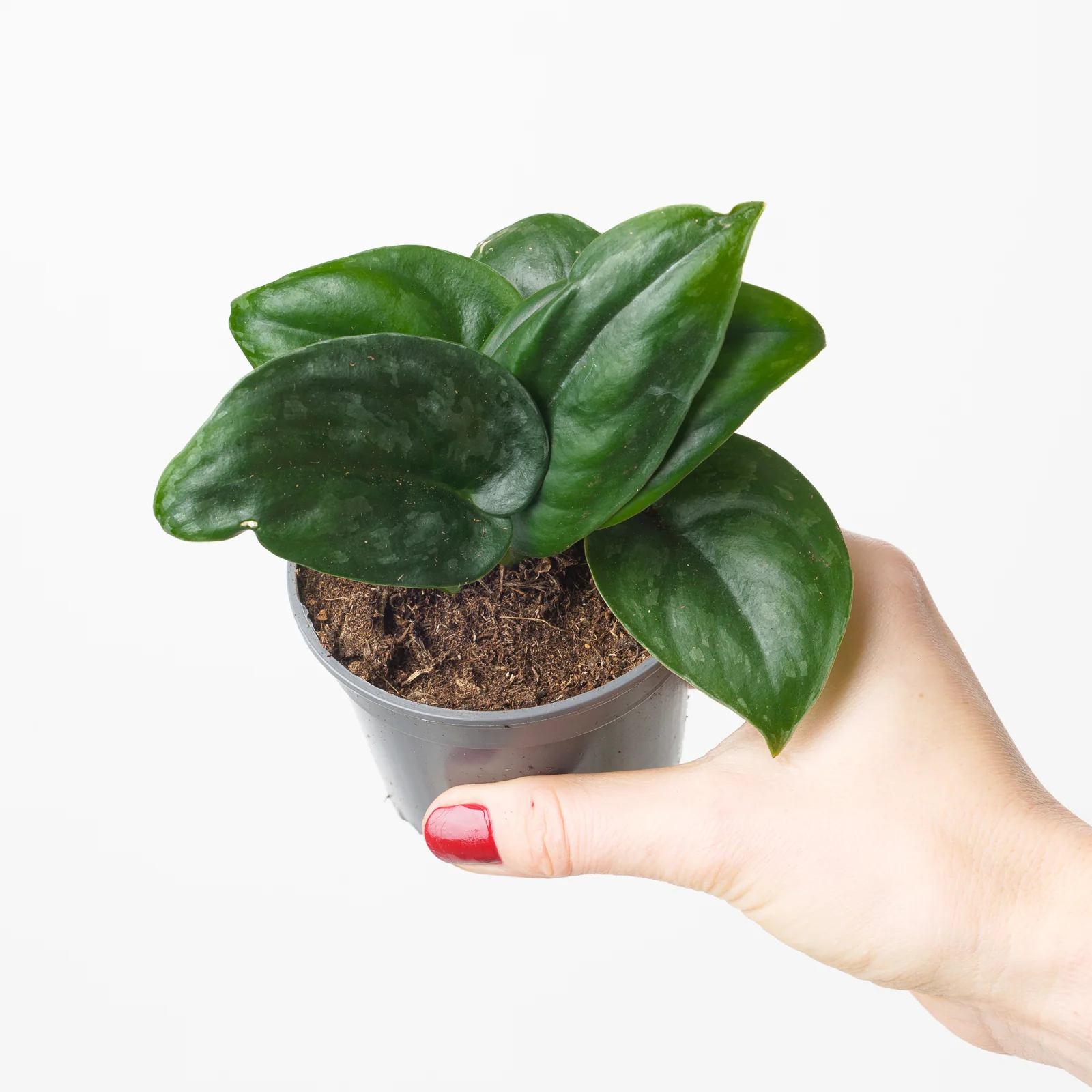 Scindapsus Black Mamba UNICORN