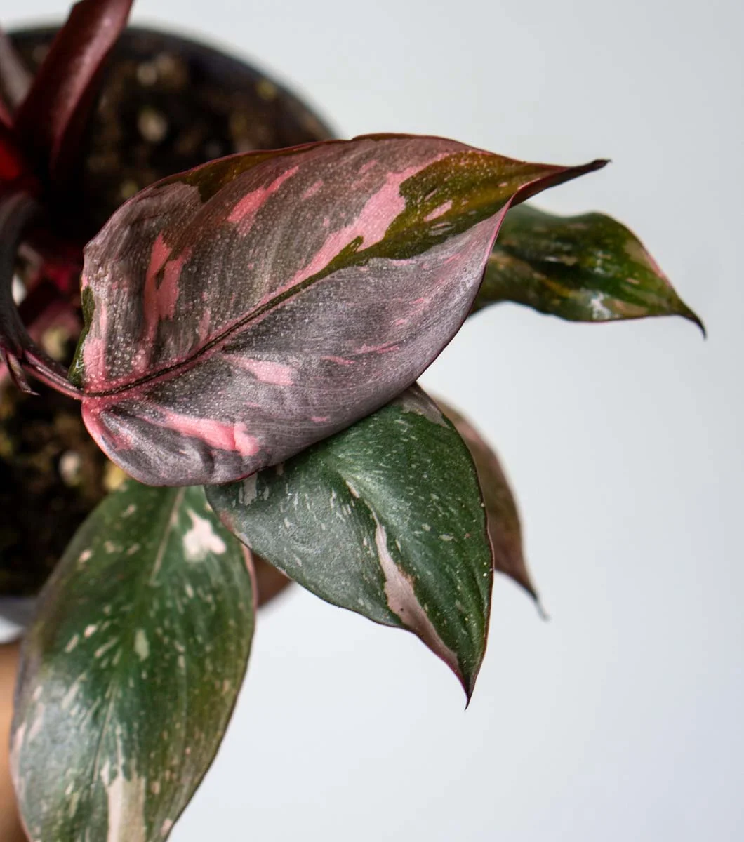 Philodendron Pink Princess Marble