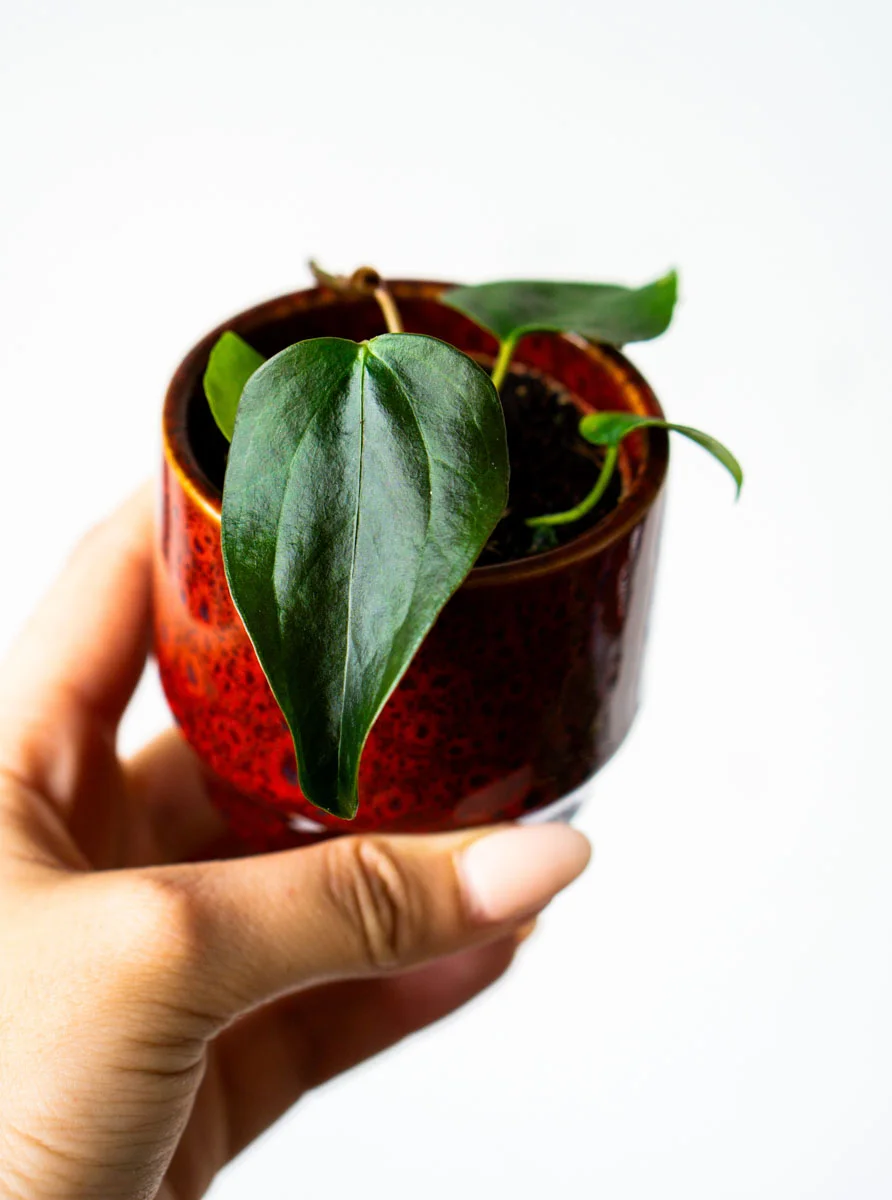 Baby Anthurium Queen of Hearts