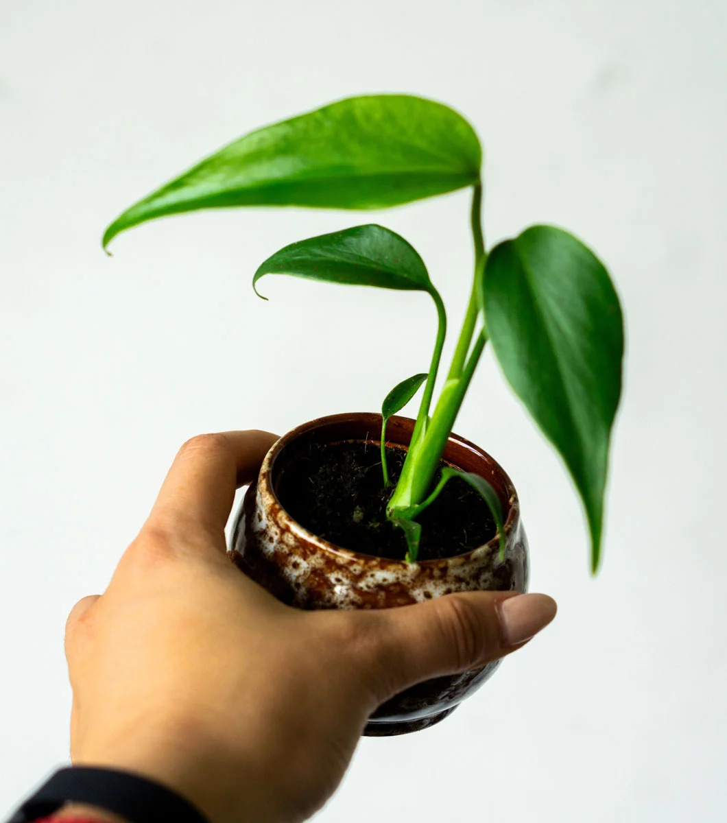 ?? Baby Monstera Burle marx flame ??