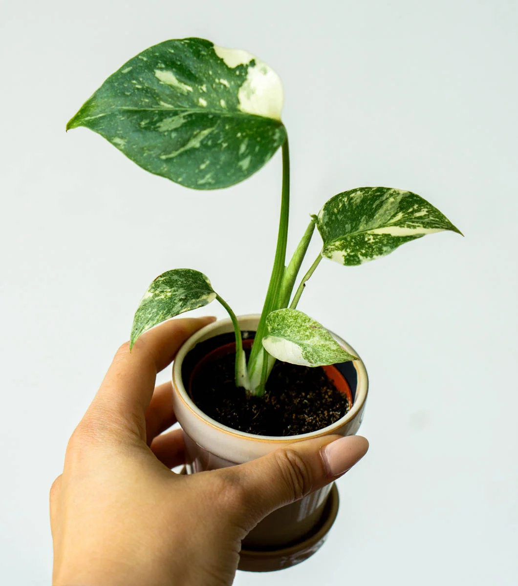 Baby Monstera Thai Constellation