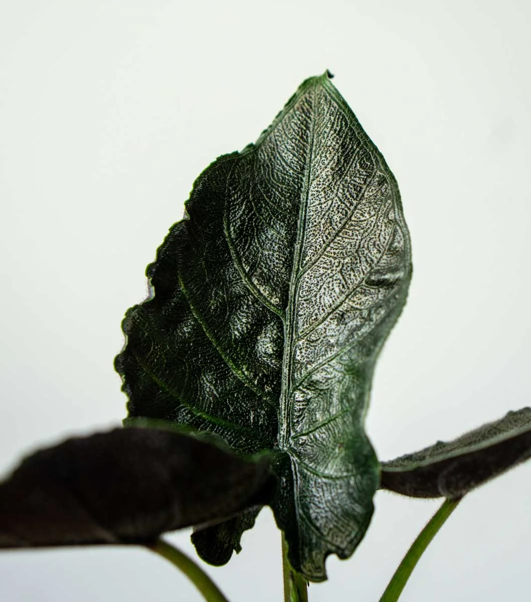 Baby Alocasia Antoro velvet