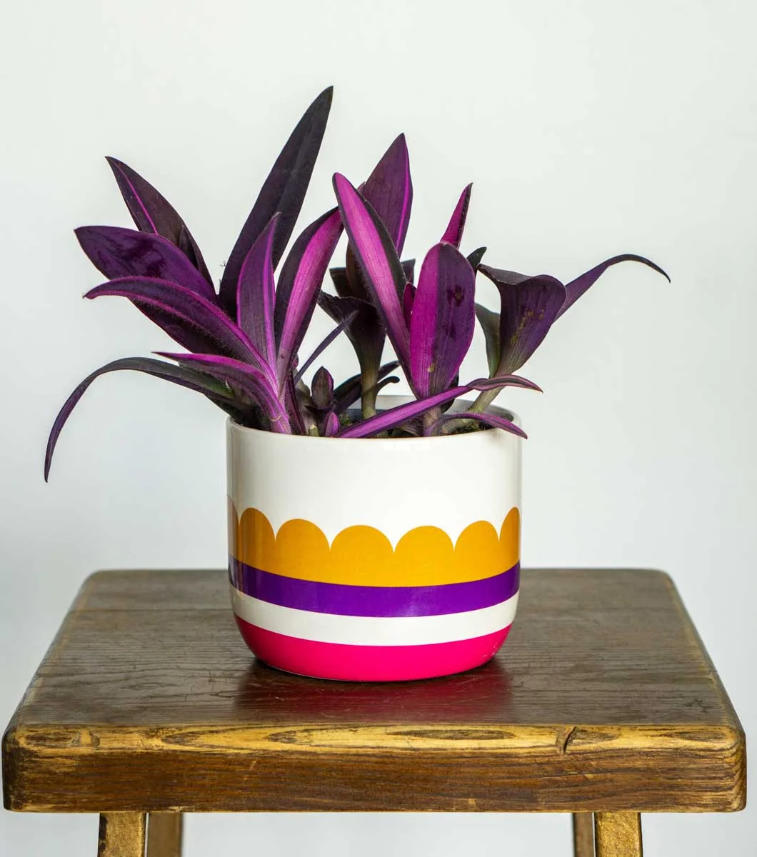 Tradescantia Purple Queen / Pallida (Sitara Pink)