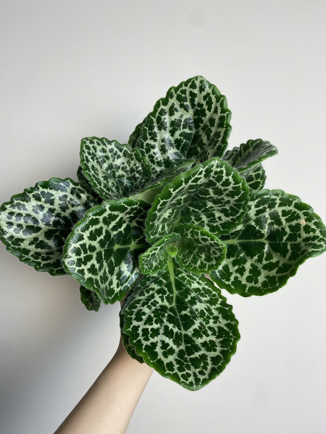 Streptocarpus Pretty Turtle
