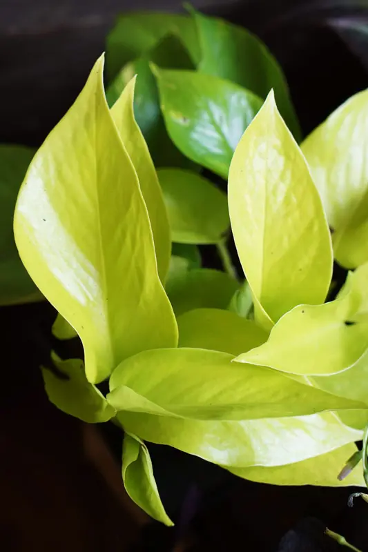 Epipremnum Aureum "Neon"