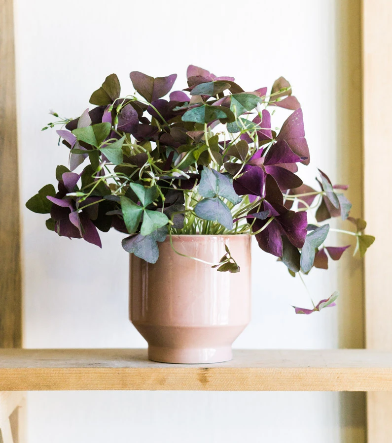 Oxalis Triangularis Mijke