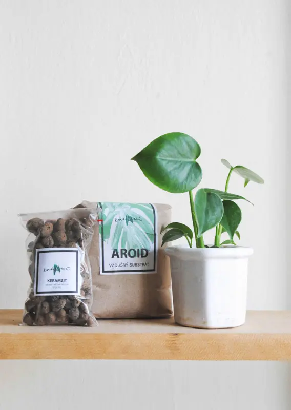 Set baby Monstera Deliciosa + Aroid