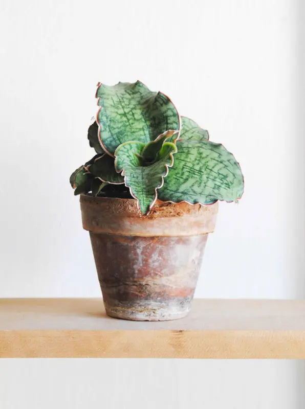 Sansevieria "Cleopatra" Kirkii Silver Blue