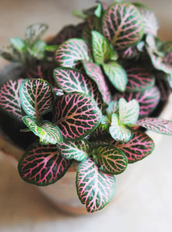 Fitonia "Black Star"