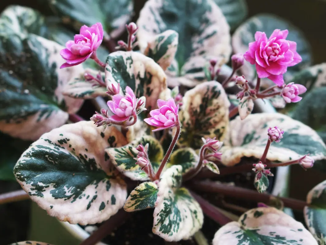 Saintpaulia Hovariagata variegata - exclusive / Panasovana africka fialka