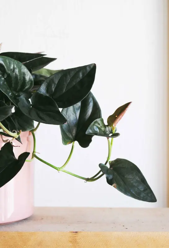 Syngonium Erythrophyllum Red Arrow