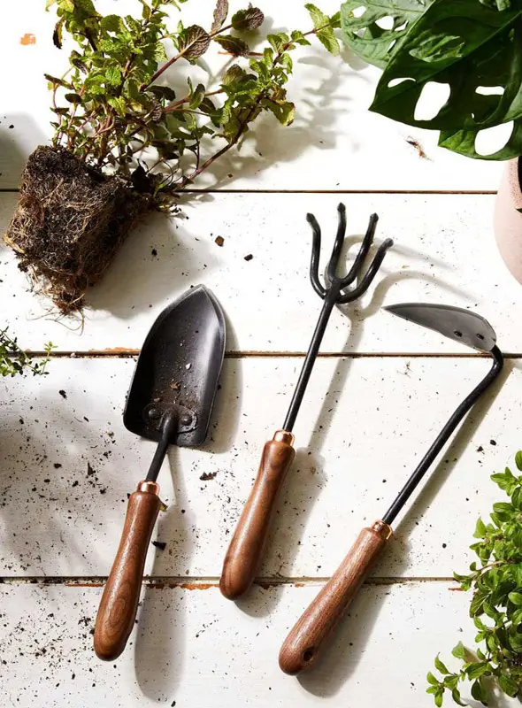 Rastlinna zachranka / Udrzba izbovych rastlin