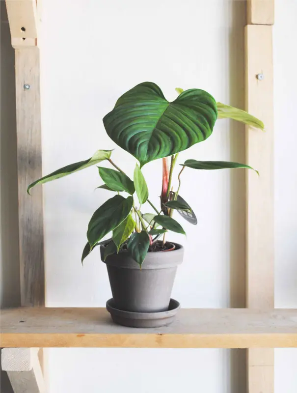 Philodendron Nangaritense "Fuzzy petiole"