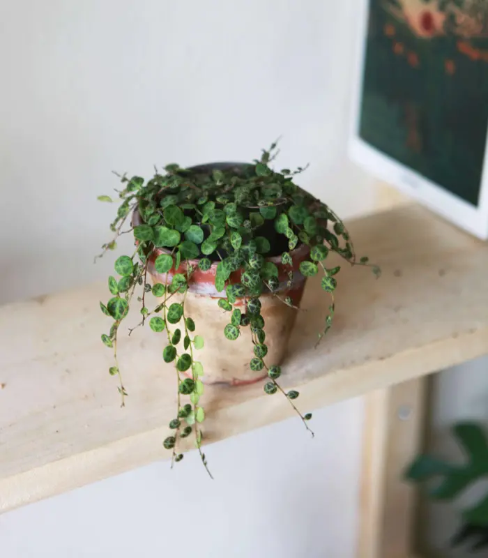 Peperomia Prostrata (Zachran ma)