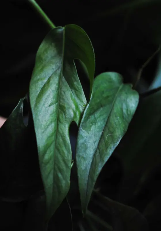 Epipremnum pinnatum "Blue form"