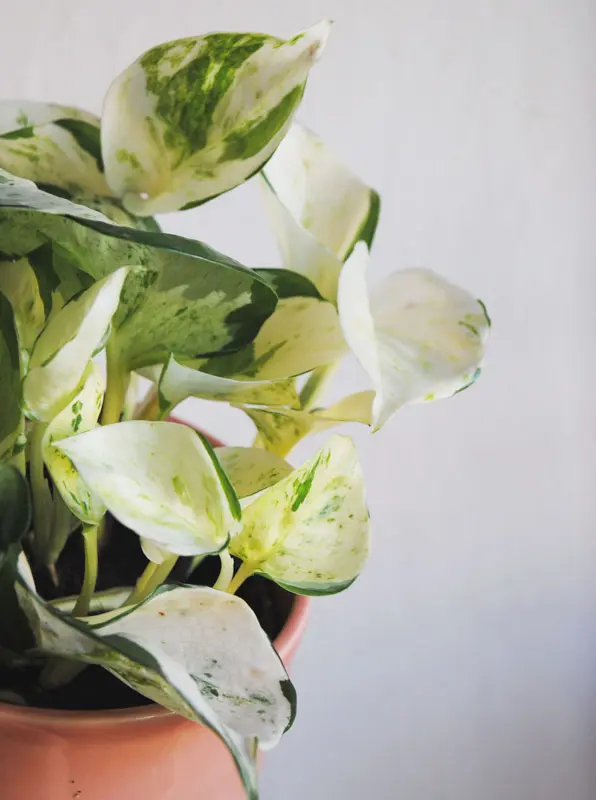 Epipremnum Aureum "Manjula" - Happy Leaf