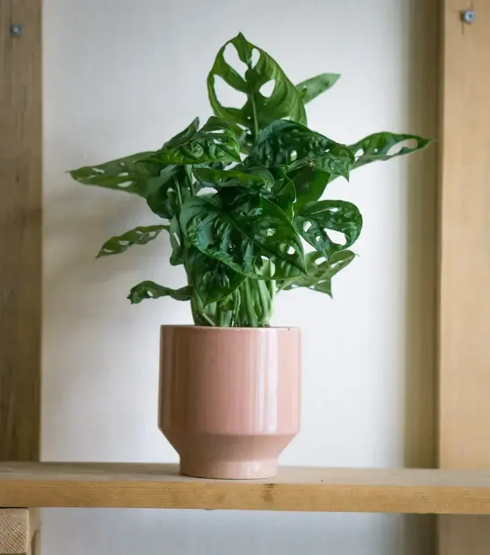 Set Monstera Adansonii s Aroidom