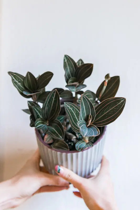 Ludisia Discolor- Jewel Orchid