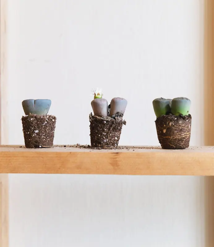 Baby Lithops /single/ mix (Zachran ma)