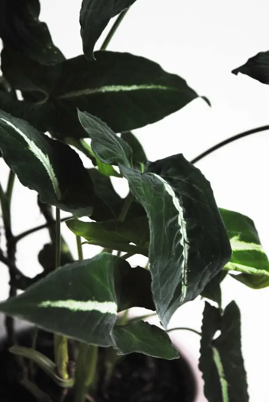 Syngonium Wendlandii