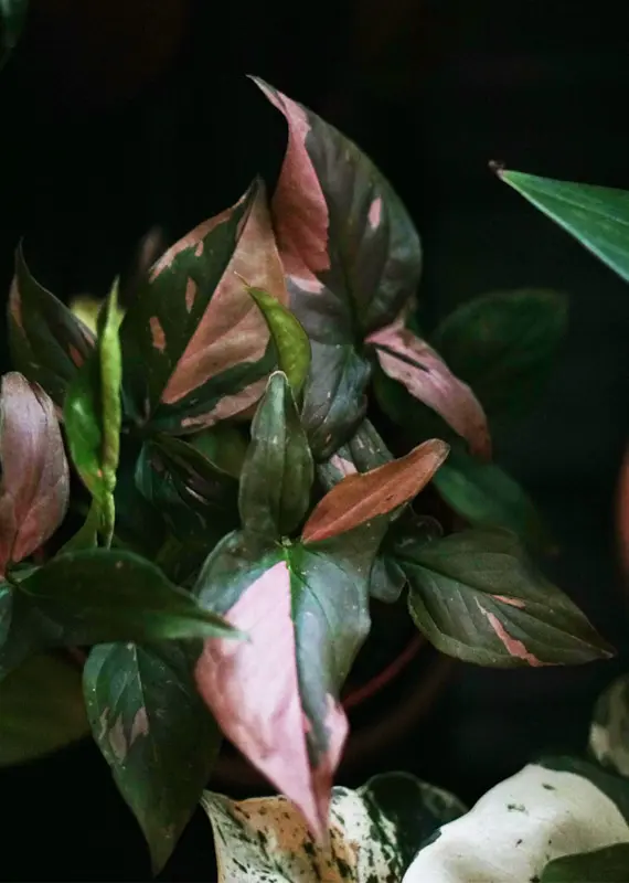 Syngonium Pink Splash (huste)