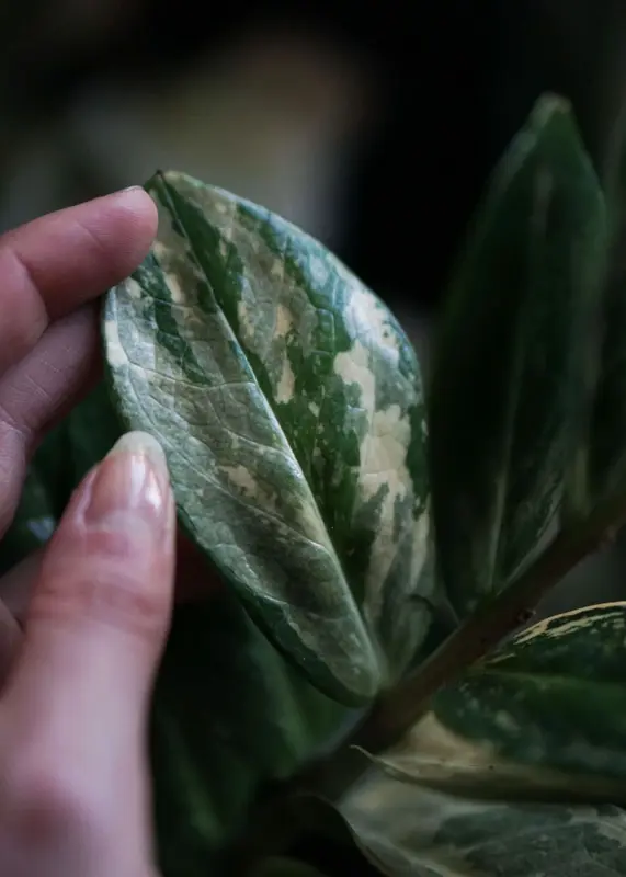 Zamioculcas variegata