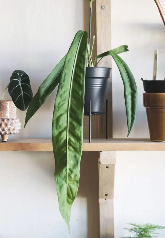 Anthurium Pallidiflorum 