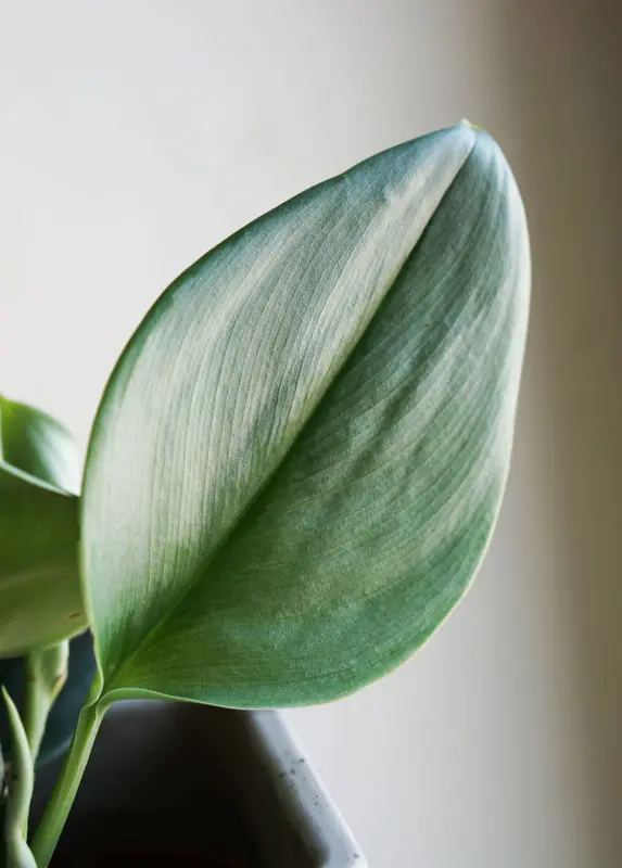 Scindapsus treubii "Moonlight"