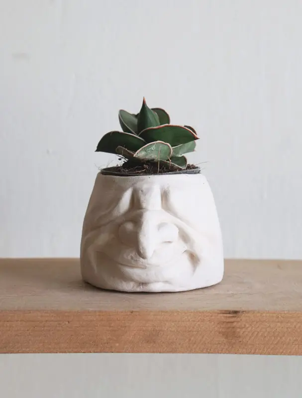 Baby Sansevieria Ehrenbergii 'samurai' (Zachran ma)