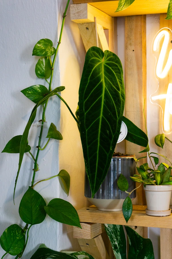 QUEEN Anthurium Warocqueanum