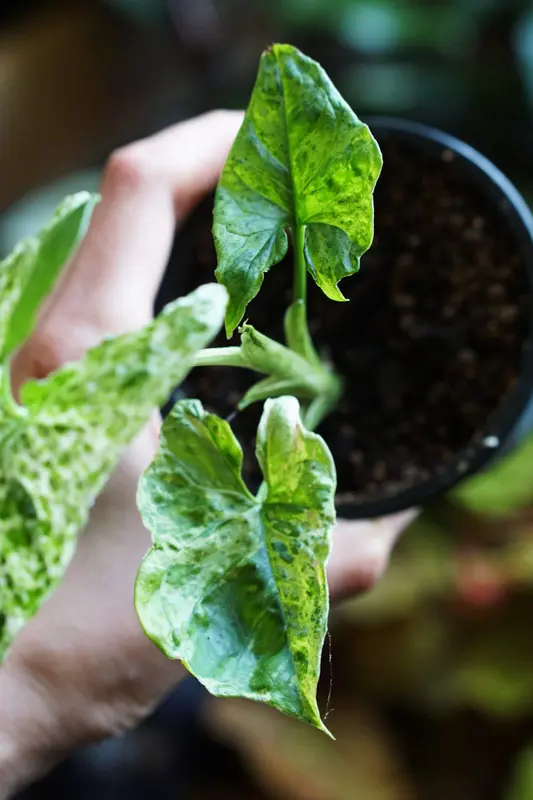 Baby Syngonium Mottled MOJITO