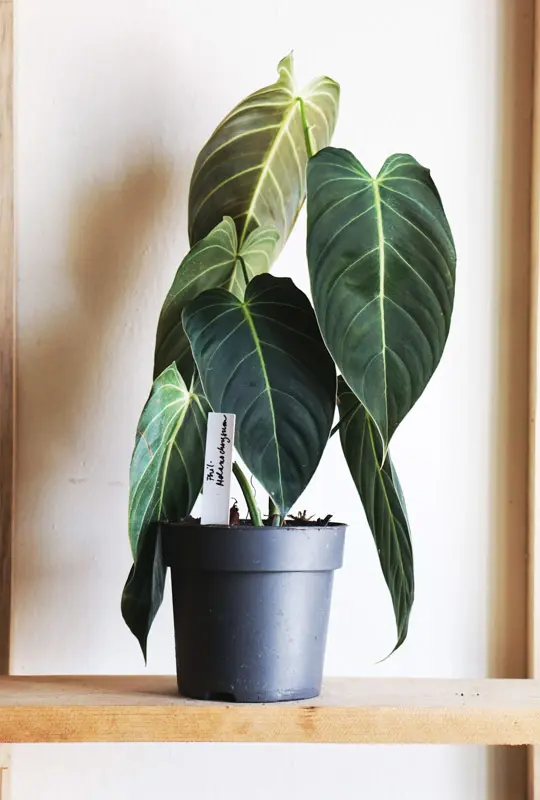 Philodendron Melanochrysum (L) (Zachran ma)