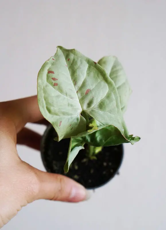 Baby Syngonium Milk Confetti