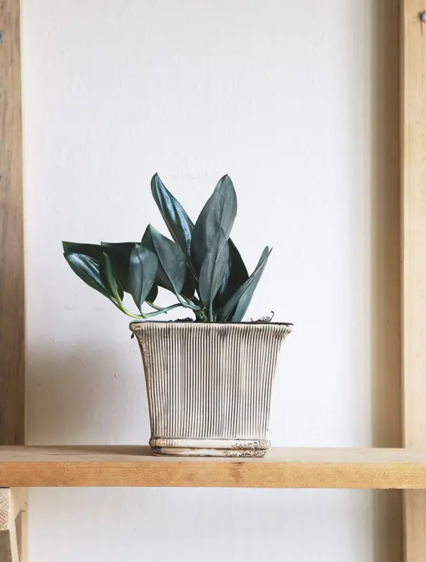 Scindapsus treubii "Dark form"