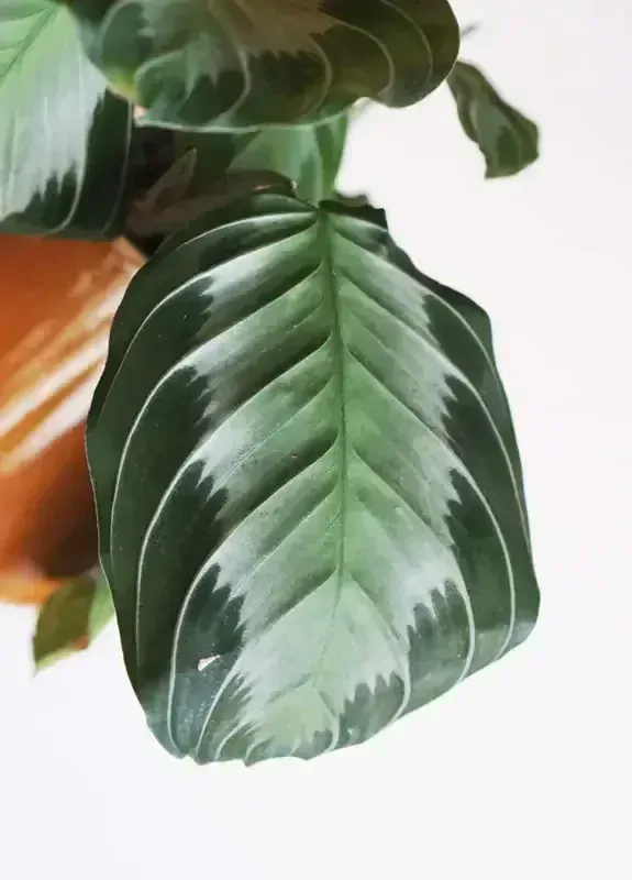 Maranta Silver Band (Zachran ma)